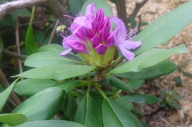 Bumblebee on rhododendron, 05-20-2001, photo by Tom Rue.