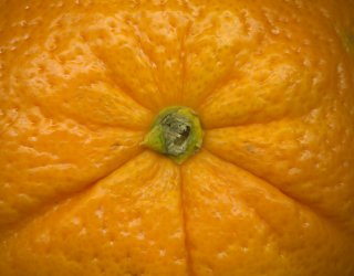 Orange Power! Scan of an orange's navel, 02-26-2001, photo by Tom Rue.